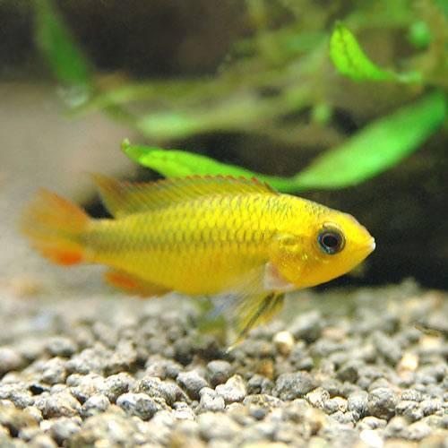 （熱帯魚）アピストグラマ・アガシジィ　ダブルレッド　メス（１匹）　北海道・九州航空便要保温