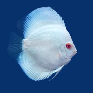 (熱帯魚)アルビノブルーダイヤモンド・ディスカス...の商品画像