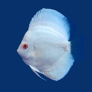 (熱帯魚)アルビノブルーダイヤモンド・ディスカ...の詳細画像1