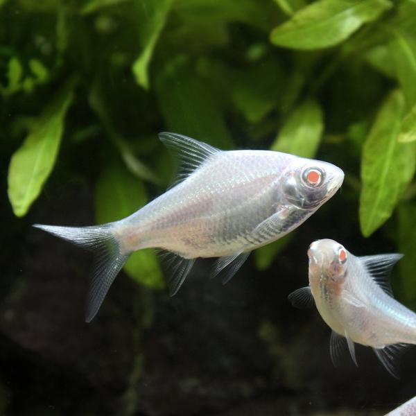 （熱帯魚）プラチナレッドフィンバルブ（１匹）　北海道・九州航空便要保温