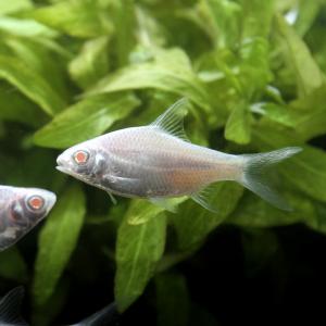 (熱帯魚)プラチナレッドフィンバルブ(1匹) ...の詳細画像1