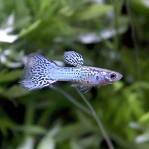 国産グッピージャパンブルー 生き物 生体 の商品一覧 ペット用品 生き物 通販 Yahoo ショッピング