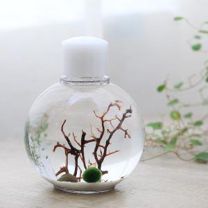 （エビ）ホロホロ・ボトル　プチモ　本州四国限定