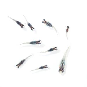 めだか）曜変天目メダカ（3匹） : チャーム charm ヤフー店 - 通販 