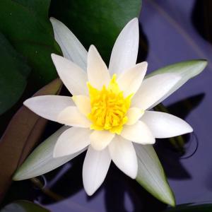 (ビオトープ)睡蓮 姫睡蓮(ヒメスイレン) 白...の詳細画像2