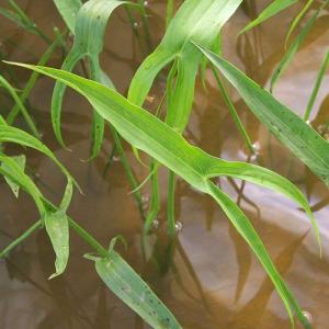 (ビオトープ)水生植物 アギナシ(1ポット) ...の詳細画像1