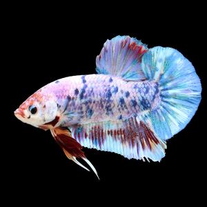 熱帯魚）ベタ・ハーフムーンプラカット ブラックデビル オス（1匹