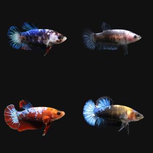 熱帯魚）ベタ・ハーフムーンプラカット ブラックデビル オス（1匹