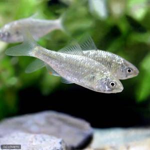 （淡水魚）銀鱗ヤリタナゴ（１０匹）｜chanet