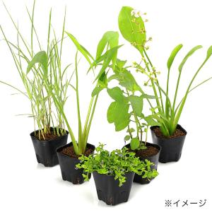 (ビオトープ)水生植物 オススメ ビオ植物(無...の詳細画像1