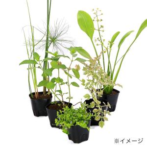(ビオトープ)水生植物 オススメ ビオ植物(無...の詳細画像2