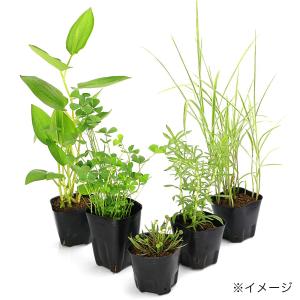 (ビオトープ)水生植物 オススメ ビオ植物(無...の詳細画像3