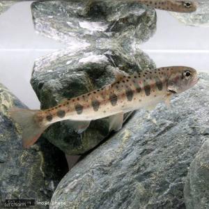 （淡水魚）アマゴ（３匹）