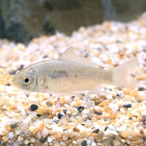 （淡水魚）キンブナ（１匹）