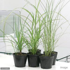 (山野草)ススキ(薄)品種おまかせ 2.5〜4...の詳細画像1