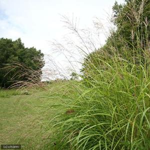 (山野草)ススキ(薄)品種おまかせ 2.5〜4...の詳細画像2