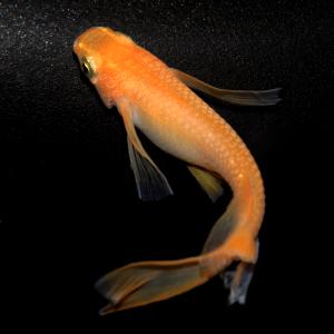 紅帝リアルロングフィンメダカ 武州メダカブリード