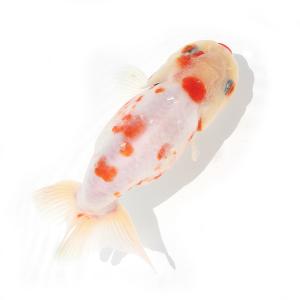 《終売》□（国産金魚）一点物　桜錦　志村養魚場産　１０ｃｍ±（１匹）　沖縄別途送料