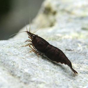 ブラックローズ シュリンプ 北海道航空便要保温