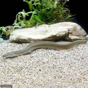 (淡水魚)ウナギ 20〜30cm(1匹)の詳細画像1
