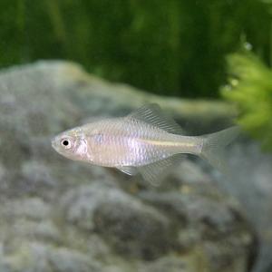 （淡水魚）タイリクバラタナゴ　２〜４ｃｍ（３匹）｜chanet