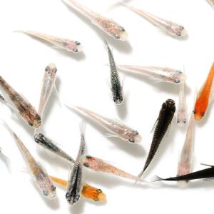 (めだか)ラメメダカ ミックス(30匹)の商品画像