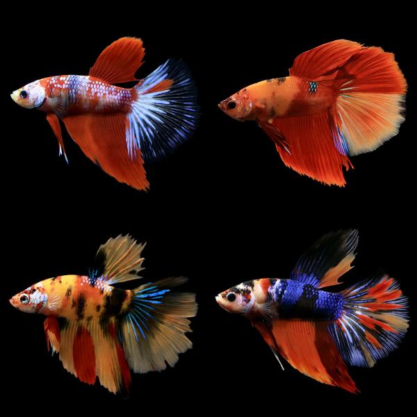 （熱帯魚）鯉ベタ・スーパーデルタテール　ニモ（キャンディー）オス（１匹）　北海道・九州航空便要保温