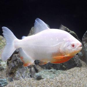 熱帯魚アルビノの商品一覧 通販 Yahoo ショッピング