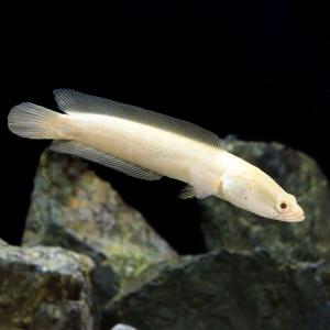 （熱帯魚）アルビノカムルチー（１匹）