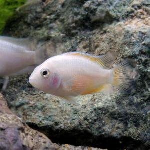 その他アメリカンシクリッド アメリカンシクリッド シクリッド 熱帯魚 エビ他 チャーム Charm Paypayモール店 通販 Paypayモール