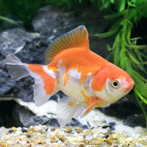 (国産金魚)土佐錦(1匹)の詳細画像2