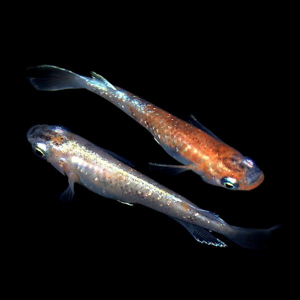 （めだか）菊銀紅玉メダカ（３匹）