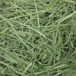 GEX ラビットプレミアムチモシー 500g ...の詳細画像1