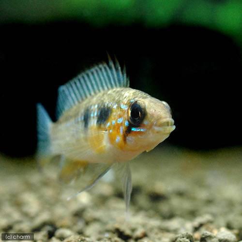 （熱帯魚）アピストグラマ・エリザベサエ　スーパーレッド　メス（１匹）　沖縄別途送料　北海道・九州航空...