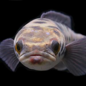 (熱帯魚)一点物 レッドスネークヘッド ゴール...の詳細画像1