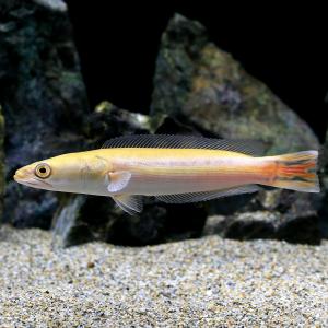 (熱帯魚)一点物 レッドスネークヘッド ゴール...の詳細画像2