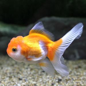 《終売》□（金魚）一点物　更紗バルーンオランダ獅子頭（中国産）約８ｃｍ（１匹）