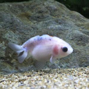 □（金魚）一点物　絣柄江戸錦　約５ｃｍ（中国産）（１匹）