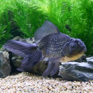 （国産金魚）一点物　青文魚　２０ｃｍ±（１匹）｜chanet