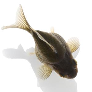 □（国産金魚）一点物　キャリコ玉サバ　メタル　８ｃｍ±（１匹）沖縄別途送料｜chanet