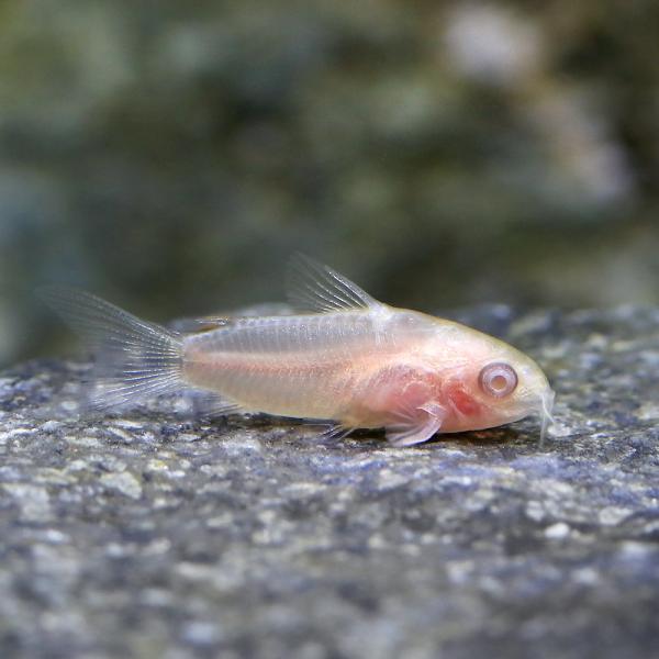 （熱帯魚）コリドラス・ピグミー　アルビノ（１匹）　北海道・九州航空便要保温