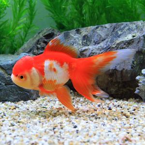 （国産金魚）一点物　飯田オランダ獅子頭　１５ｃｍ±（１匹）｜chanet