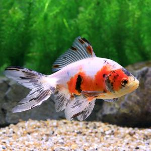 （国産金魚）一点物　オーロラ　志村養魚場産　１４ｃｍ±（１匹）｜chanet