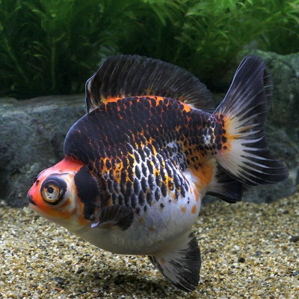 （金魚）一点物　銀鱗三色ダルマ出目金　ショートテール（中国産）約１１ｃｍ（１匹）　北海道・九州航空便...