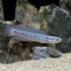 （熱帯魚）一点物　コウタイ　藍天目（Ｂｌｕｅ　ｔｅｎｍｏｋｕ）（１匹）　北海道・九州航空便要保温｜chanet