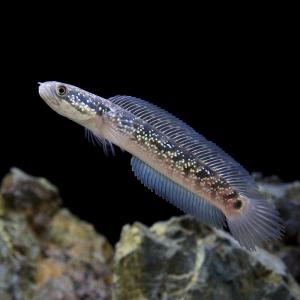 （熱帯魚）一点物　コウタイ　藍天目（Ｂｌｕｅ　ｔｅｎｍｏｋｕ）（１匹）　北海道・九州航空便要保温｜chanet