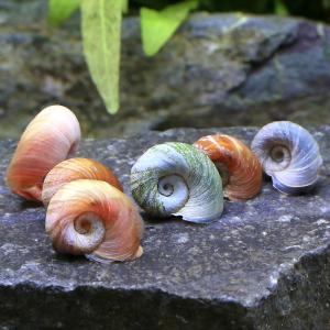 (エビ・貝)生餌 ラムズホーン(10匹) 北海...の詳細画像1