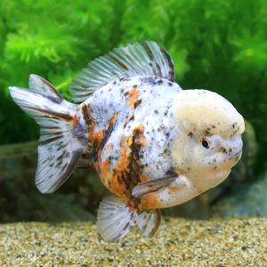 □（金魚）一点物　東錦　ショートテール（薩摩産）約１２ｃｍ（１匹）沖縄別途送料　北海道・九州航空便要保温｜chanet