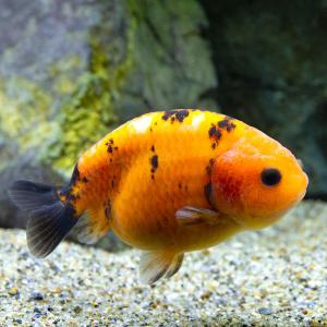 □（金魚）一点物　タイガー紅葉らんちゅう　約８ｃｍ（中国産）（１匹）沖縄別途送料