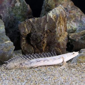熱帯魚）ポリプテルス・セネガルス ナイジェリア産 18〜22cm